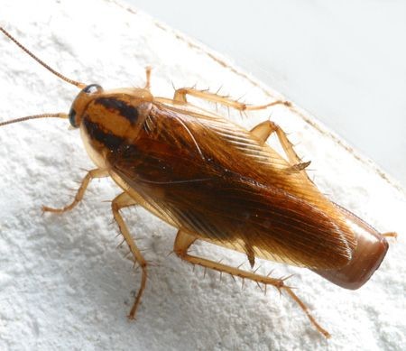 Insect Removal