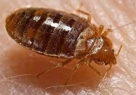 BedBug Treatments